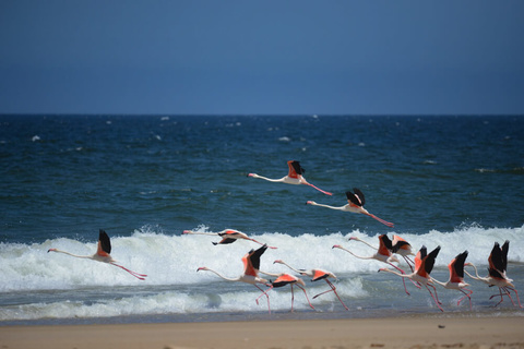 Swakopmund – Terrace Bay