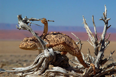 Fish River Canyon - Windhoek