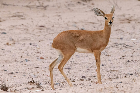 Etosha - Khowarib