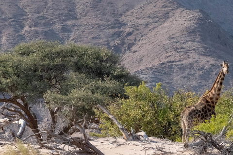 Région du Damaraland - Vallée de l'Huab