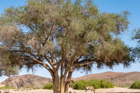 Khowarib - Vallée de l'Hoanib