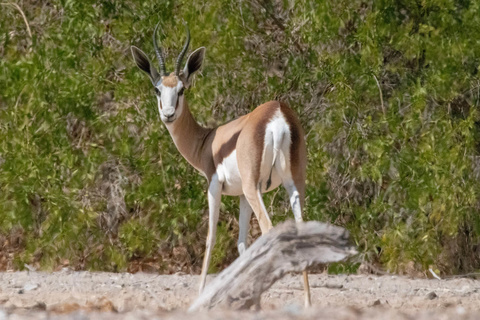 Région du Damaraland - Vallée de l'Huab