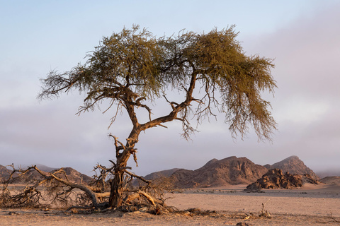 Palmwag - Twyfelfontein - Branberg