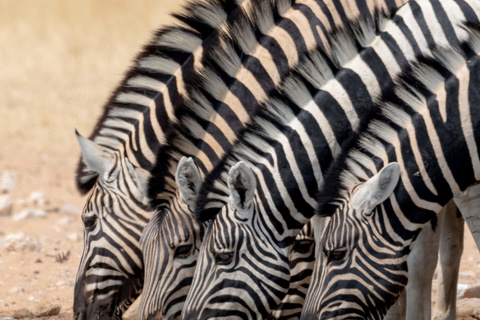 Windhoek - Parc d'Etosha - Namutoni