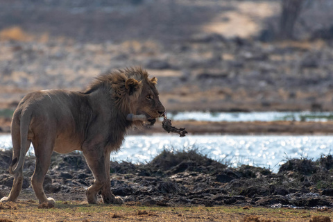 Windhoek - Parc d'Etosha - Namutoni