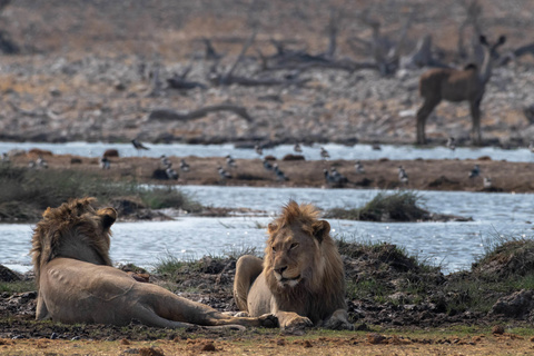 Parc National d'Etosha