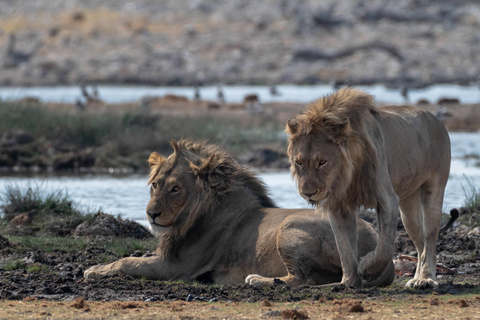 Etosha Okaukuejo