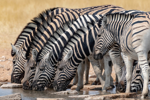 Windhoek - Parc d'Etosha - Namutoni