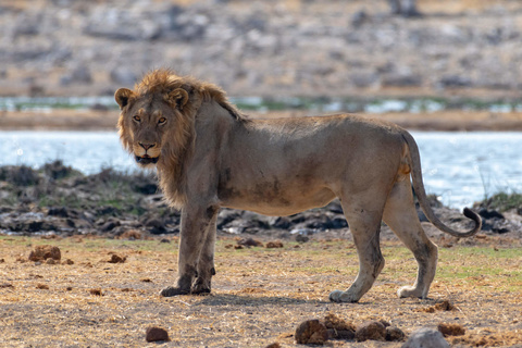 Windhoek - Parc d'Etosha - Namutoni