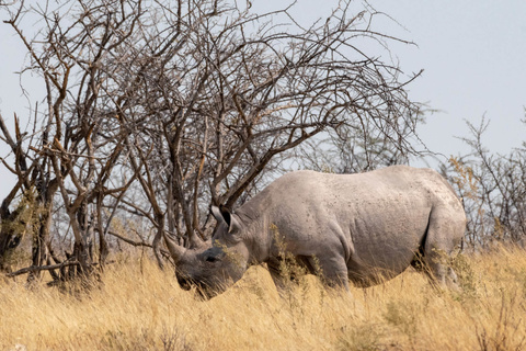 Parc National d'Etosha