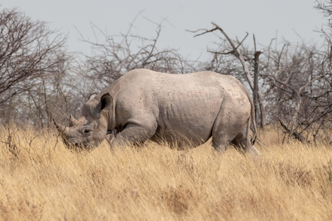 Windhoek - Parc d'Etosha - Namutoni