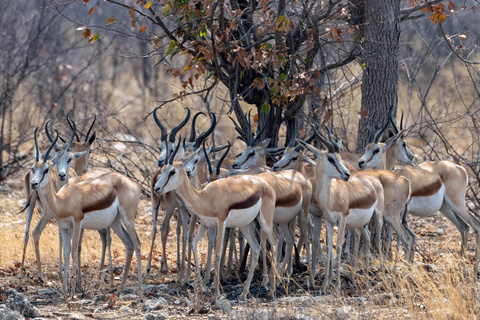 Parc d'Etosha -  De Namutoni à Okaukuejo