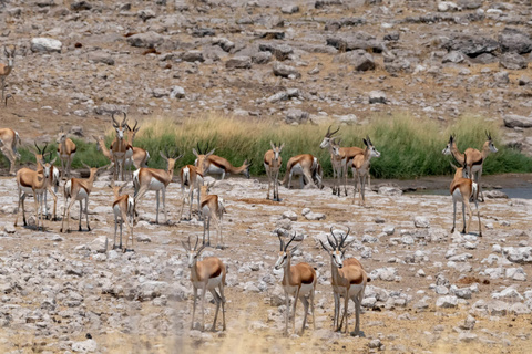 Région du Kaokoland– Etosha Roadside