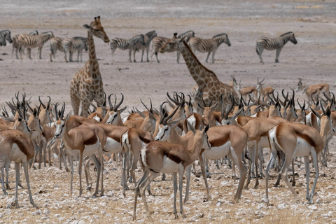 Parc d'Etosha -  De Namutoni à Okaukuejo