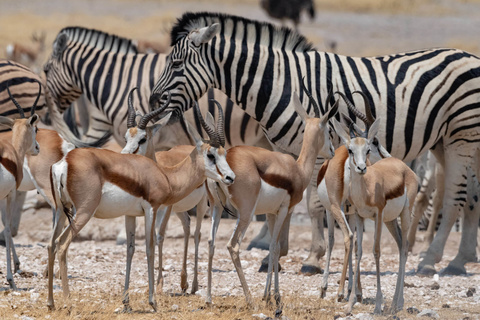 Parc National d'Etosha