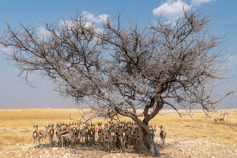 Parc d'Etosha -  De Namutoni à Okaukuejo