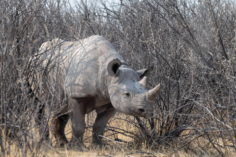 Parc d'Etosha -  De Namutoni à Okaukuejo