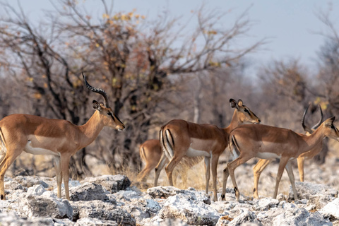 Parc D'Etosha