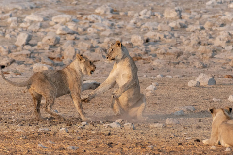 Parc d'Etosha - OlifantSrus