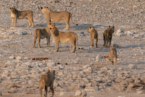 Parc d'Etosha -  De Namutoni à Okaukuejo