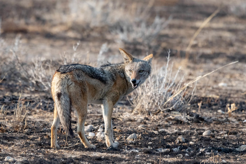 Windhoek - Parc d'Etosha - Namutoni