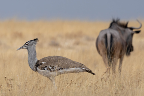 Etosha