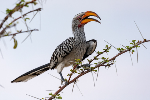 Parc d'Etosha - OlifantSrus