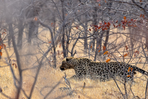 Etosha