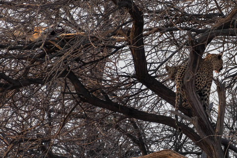 Parc National d'Etosha