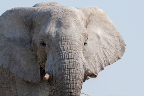 Parc d'Etosha - OlifantSrus