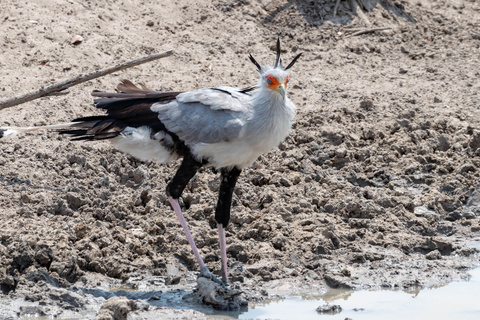 Windhoek - Parc d'Etosha - Namutoni