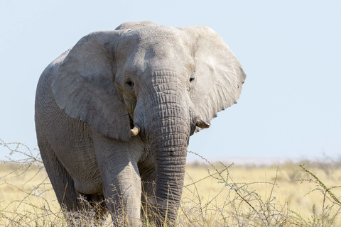 Parc D'Etosha - OlifantSrus