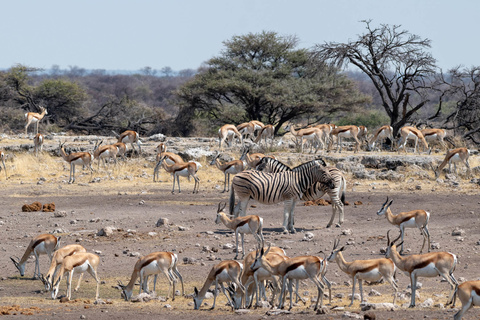 Etosha - Windhoek