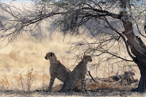 Etosha Okaukuejo