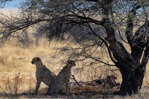 Parc d'Etosha -  De Namutoni à Okaukuejo