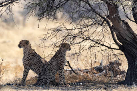 Hobatere - Etosha, Okaukuejo