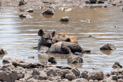 Otjiwarongo -Parc National d'Etosha