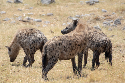 Parc D'Etosha - OlifantSrus