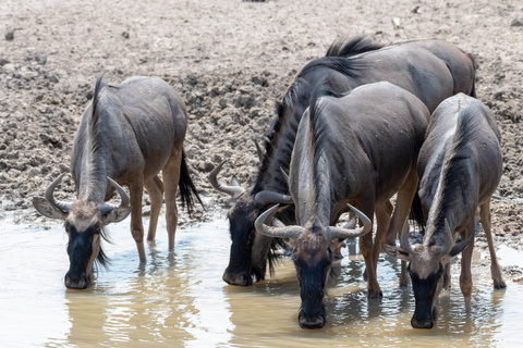 Otjiwarongo -Parc National d'Etosha