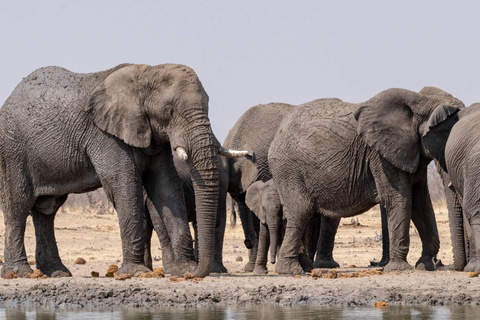 Parc D'Etosha