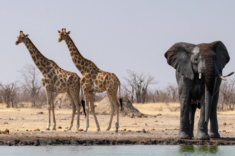 Etosha - Windhoek