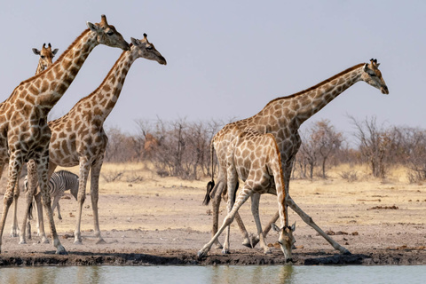 Windhoek - Parc d'Etosha - Namutoni