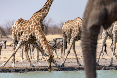 Parc d'Etosha -  De Namutoni à Okaukuejo