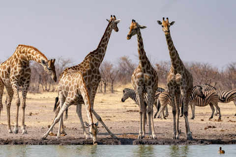 Parc D'Etosha - OlifantSrus