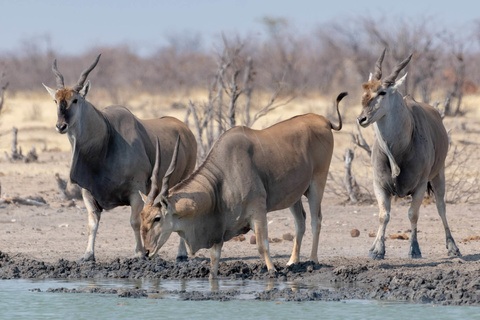 Parc d'Etosha -  De Namutoni à Okaukuejo