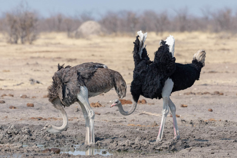 Windhoek - Parc d'Etosha - Namutoni