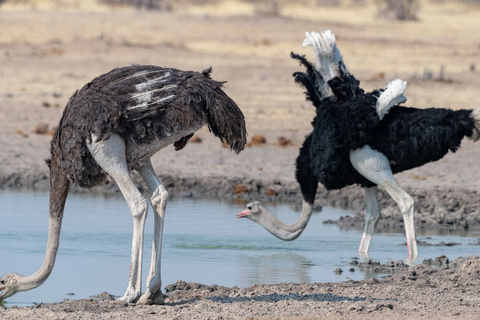 Hobatere - Etosha, Okaukuejo