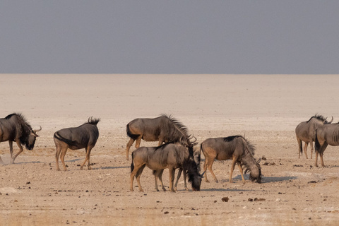 Hobatere - Etosha, Okaukuejo
