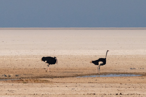 Parc D'Etosha - OlifantSrus