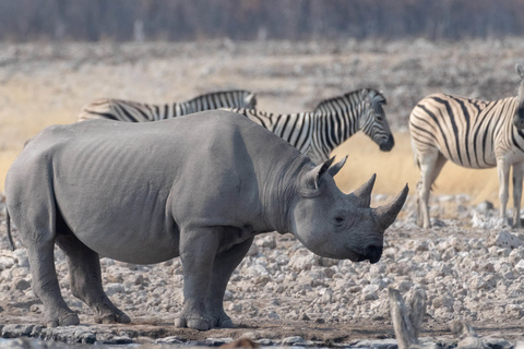 Etosha